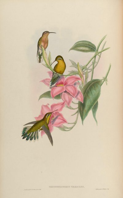 Chrysobronchus virescens by John Gould